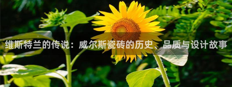 金年会金年华